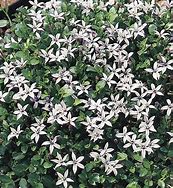 Image result for Blue Star Creeper Ground Cover in Pot