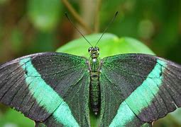 Image result for Pretty Butterfly Wings