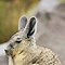 Image result for Animaru Viscacha