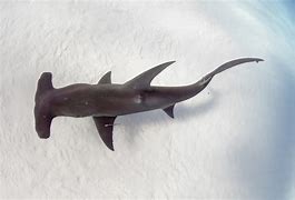 Image result for Hammerhead Shark Fin