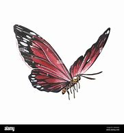 Image result for Red and Black Butterfly Drawings