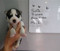 Image result for 2 Week Old Huskies