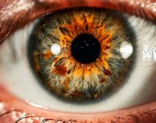 Image result for Red Hazel Eyes