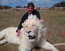 Image result for Albino Animals Lion