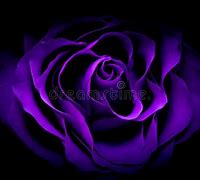 Image result for Purple Rose Variety