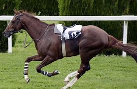 Image result for Riding Fast Horse with Sombraro On