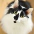 Image result for Sora Cat