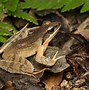 Image result for Flat Brown Frog