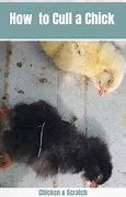 Image result for Chick Culling