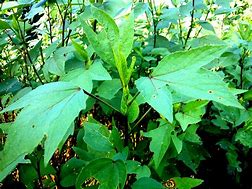 Image result for Roselle Plant