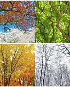 Image result for Zagu 4 Seasons