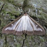 Image result for Box Tree Moth Eggs QTY