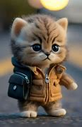 Image result for Cat Baby Cut