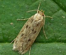 Image result for Domestic Brown Moth