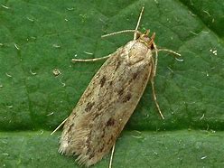 Image result for Brown House Moth Infestation