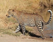 Image result for Leopard Walk