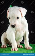 Image result for Dogo Argentino Puppy