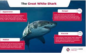 Image result for Great White Shark On Land