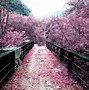 Image result for Landscape Image Pink Bra