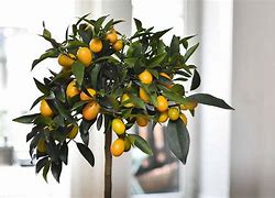 Image result for Kumquat Tree Indoor