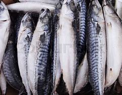 Image result for Frozen Mackerel