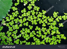 Image result for Duckweed Fruit