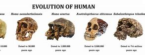 Image result for Oldest Human Remains