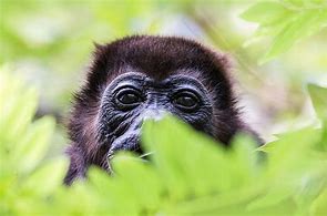 Image result for Rainforest Howler Monkeys