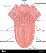 Image result for Side of Tongue Anatomy