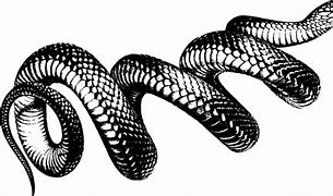 Image result for FAMU Snake PNG