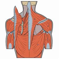 Image result for Back and Arm Muscle Diagram