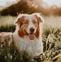 Image result for Australian Shepherd Dog