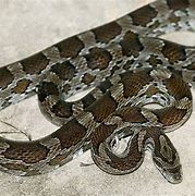 Image result for Corn Snake Arkansas