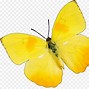 Image result for Yellow Butterfly Cartoon Clip Art