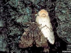 Image result for Gypsy Moth Invasive Species