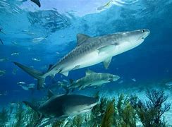 Image result for Coral Reef Shark