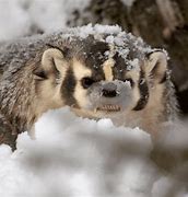 Image result for Kansas Badger