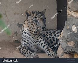 Image result for Panthera Pardus Nimr