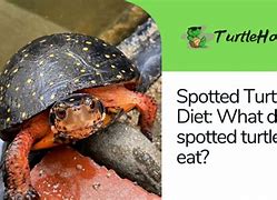 Image result for Red Spotted Turtle Food