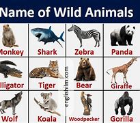 Image result for Pretty Wild Animals