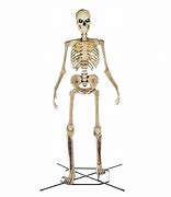 Image result for Gxk Giant Skeleton