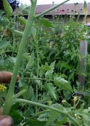 Image result for Sucker Leaves On Tomato Plants