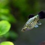 Image result for Baby Platy