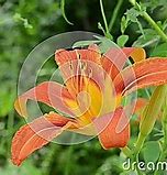 Image result for Wild Lily Plants Outdoors