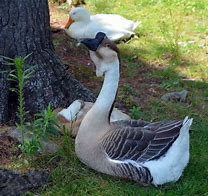 Image result for African Goose Eggs