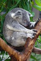 Image result for Koala Bear Sleep