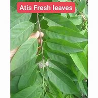 Image result for Ades Fresh Leaves