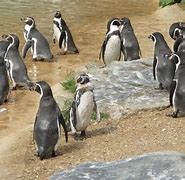 Image result for Animals in Whipsnade Zoo