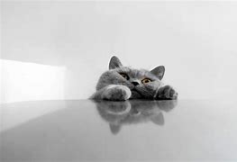 Image result for Funny Cartoon Cat Screensavers