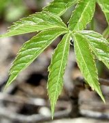 Image result for 5 Leaf Weed Identification